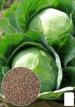 На развес Капуста "Каменная голова" Agro-Market цена за 6г (35755)
