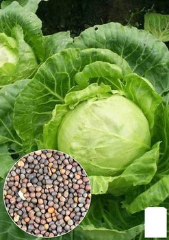 На развес Капуста "Золотой гектар" Agro-Market цена за 4г (22294)