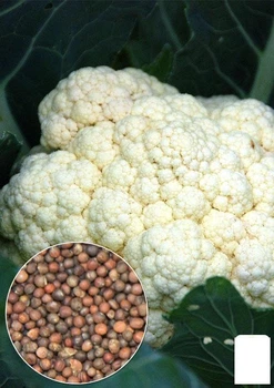 На развес Капуста цветная "Снежный шар" Agro-Market цена за 1,5г (21985)