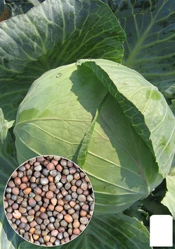 На развес Капуста "Дитмаршер фрюер" Agro-Market цена за 4г (22295)