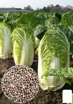 На развес Капуста пекинская Agro-Market цена за 2г (13386)