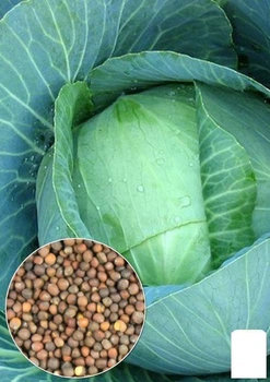 На развес Капуста "Харьковская зимняя" Agro-Market цена за 6г (13388)