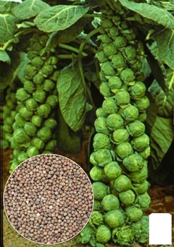 На развес Капуста "Брюссельская" Agro-Market цена за 2г (32149)