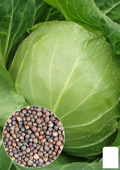 На вагу Капуста "Білосніжка" Agro-Market ціна за 6г (22297)