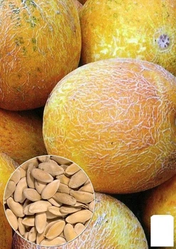 На развес Дыня "Колхозница" Agro-Market цена за 5г (22398)