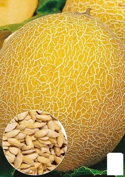 На развес Дыня "Золотистая" Agro-Market цена за 6г (35758)