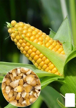 На вагу Кукурудза "Суперсолодка" Agro-Market ціна за 40г (22341)