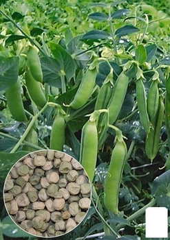 На развес Горох "Сахарный" Agro-Market цена за 50г (22346)