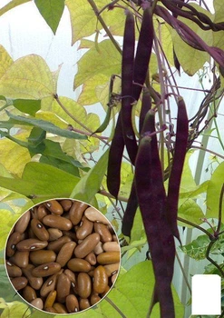 На развес Фасоль "Шоколадная" Agro-Market цена за 15г (22319)