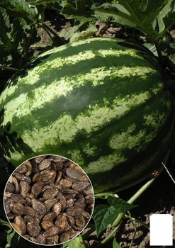 На вагу Кавун "Княжич" Agro-Market ціна за 10г (22379)