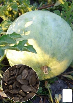 На развес Арбуз "Бинго" Agro-Market цена за 6г (22385)