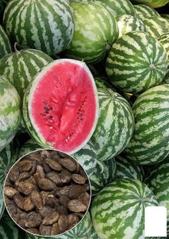 На вагу Кавун "Цукровий велетень" Agro-Market ціна за 5г (35703)