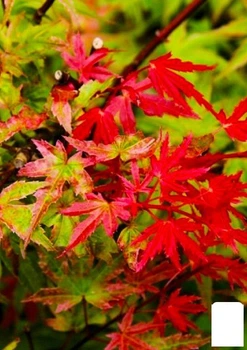 Клен віяловий "Фенікс" (Acer palmatum Phoenix) контейнер P9 (50724)