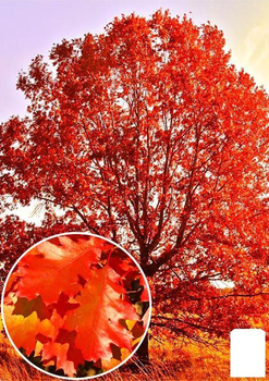 Дуб яскраво-червоний "Quercus rubra" (стійкий до шкідників та хвороб) (44850)