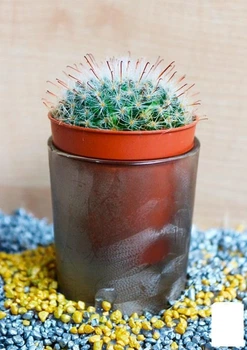 Кактус "Маммиллярия" (Mammillaria perbella) (Нидерланды) (50555)