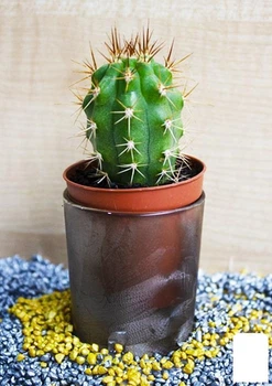 Кактус "Эхиноцереус" (Echinocereus dubius) (Нидерланды) (50574)