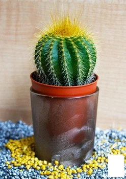 Кактус "Нотокактус" (Notocactus werdermannianus) (Нидерланды) (50559)