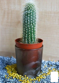 Кактус "Еспостою" (Trixanthocereus cullmannianus) (Нідерланди) (50557)