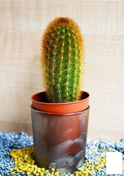 Кактус "Вебербауэроцереус" (Weberbauerocereus johnstonii) (Нидерланды) (50558)