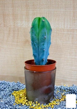 Кактус "Миртиллокактус геометрический" (Myrtillocactus geometrizans) (Нидерланды) (50567)