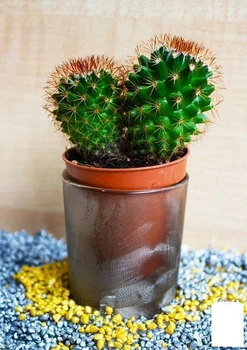 Кактус "Эхинопсис" (Echinopsis cluster) (Нидерланды) (50577)