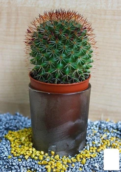 Кактус "Маммиллярия" (Mammillaria elegans) (Нидерланды) (50554)