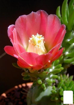Кактус "Опунция" (Opuntia subulata) (Нидерланды) (50568)