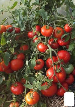 Томат "Монгольський карлик" Agro-Market 20шт (52859)