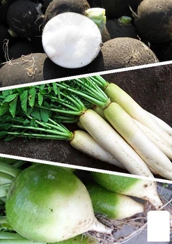 Насіння Редька "Суміш кращих популярних сортів" ТМ "Agro-Market" ціна за 15г (45529)
