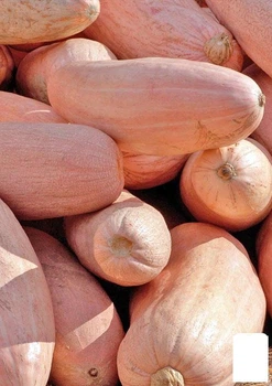 Тыква "Розовый банан" (в банке) Agro-Market 20г (45422)