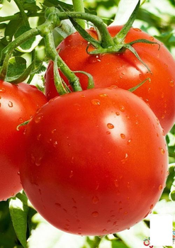 Томат "Санька" (у банку) Agro-Market 3г (44911)