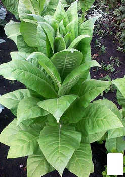 На вагу насіння Тютюн курильний "Дюбек" Agro-Market ціна за 1г (45405)