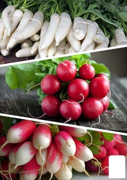 На развес Редис "Смесь лучших популярных сортов" Agro-Market цена за 15г (45528)