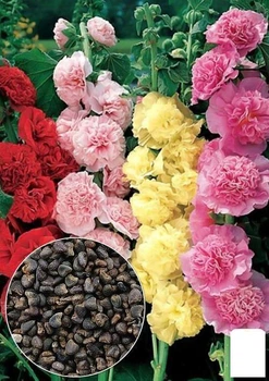Насіння Мальва "Махрова суміш" ТМ "Agro-Market" ціна за 2г (33085)