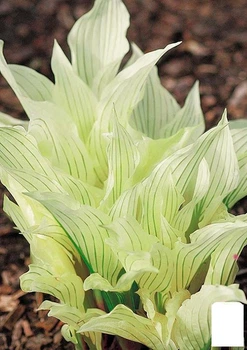 Хоста "White Feather" (23458)