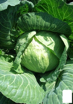 Капуста "Золотой гектар" (в банке) Agro-Market 20г (45434)