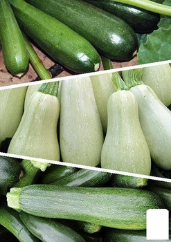 На развес Кабачок "Смесь лучших популярных сортов" Agro-Market цена за 15г (45520)
