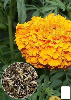На развес Бархатцы "Валенсия" Agro-Market цена за 2г (22412)