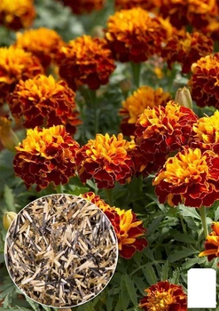 На вагу Чорнобривці "Вишневий браслет" Agro-Market ціна за 2г (22414)