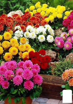Жоржина суміш (у банку) Agro-Market 3г (46731)