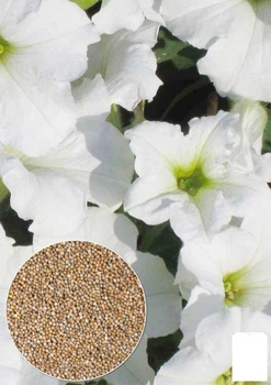 На развес Петуния "Крупноцветковая белая" Agro-Market цена за 1,5г (22453)