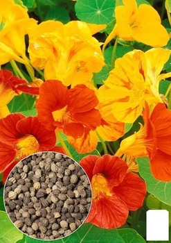 На развес Настурция "Махровая смесь" Agro-Market цена за 3г (32233)