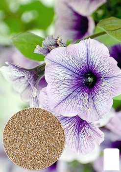 На развес Петуния "Крупноцветковая лиловая" Agro-Market цена за 1,5г (22435)