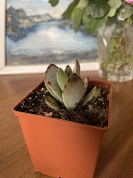 Суккулент КаланхоэТоментоза (Kalanchoe tomentosa) (s018s)