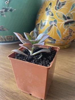 Суккулент Граптоверия Фред Ивз (Graptoveria Fred Ives), контейнер 7*7*8 см (s022s)