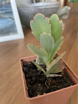 Суккулент Каланхоэ Федченко (Kalanchoe fedtschenkoi), контейнер 7*7*8 см (s003s)