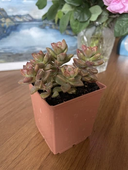 Суккулент Граптоседум Альпенглоу (Graptosedum Alpenglow), контейнер 7*7*8 см (s016s)