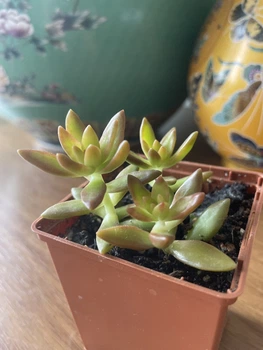 Суккулент Седум Нуссбаумера (Sedum nussbaumerianum), контейнер 7*7*8 см (s025s)