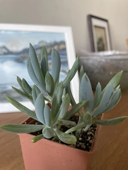 Сукулент Сенеціо Серпенс (Senecio serpens), контейнер 7*7*8 см (s002s)