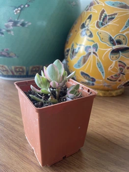 Крассула Мані мейкер варієгатна (Crassula Money Maker Variegata), контейнер 7*7*8 см (s027s)